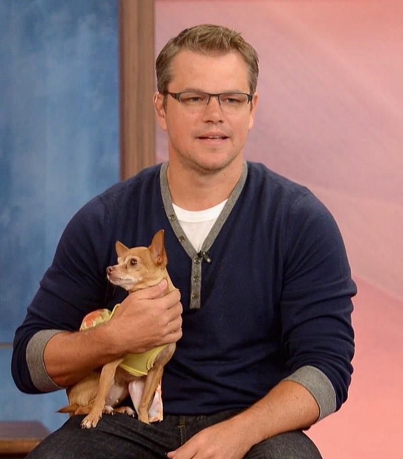 dogs-or-cats.jpg